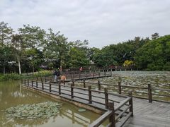 -大湾区中央湿地公园