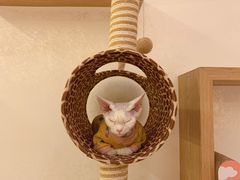 -猫腻·猫咖·撸猫馆(星光大道店)