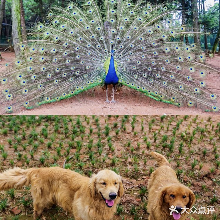 夏日来到龙游姑蔑城 赴一场花火秀 姑蔑城是一座大型的
