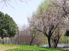 -两河城市森林公园