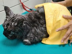-北京观赏动物医院·24小时大型综合·猫专科·异宠专科