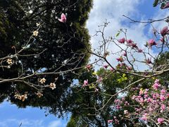 -深圳仙湖植物园