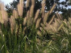 -燕郊植物园