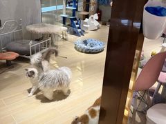 -momokira米努特·德文卷毛猫·棉花面纱犬