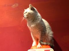 -猫色咖啡·猫咖