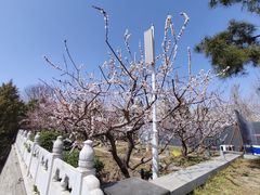 -德胜公园