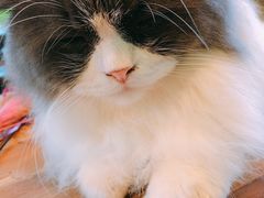 -李小姐の猫咖啡馆(五角场店)