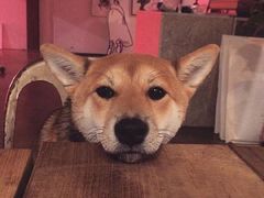 -济州爱肉堂(总店)