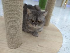 -喵园·猫主题咖啡厅·撸猫·猫咖(国贸店)