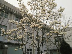 -黄海国家森林公园