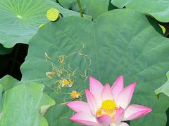 -金山公园