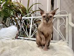 -共舞时光猫咖·狗咖(新街口店)