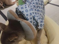 -逗柴咖啡屋·狗咖猫咖宠物桌游
