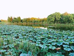 -上海市保健医疗中心