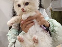 -楼上猫咖(罗湖店)