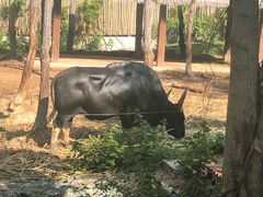 -清迈夜间动物园