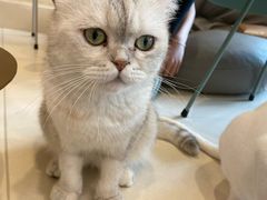 -飞行喵MR PILOT|猫舍·猫咖(静安大融城店)