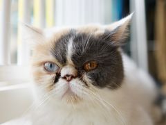 -平行世界·猫咖(首经贸店)