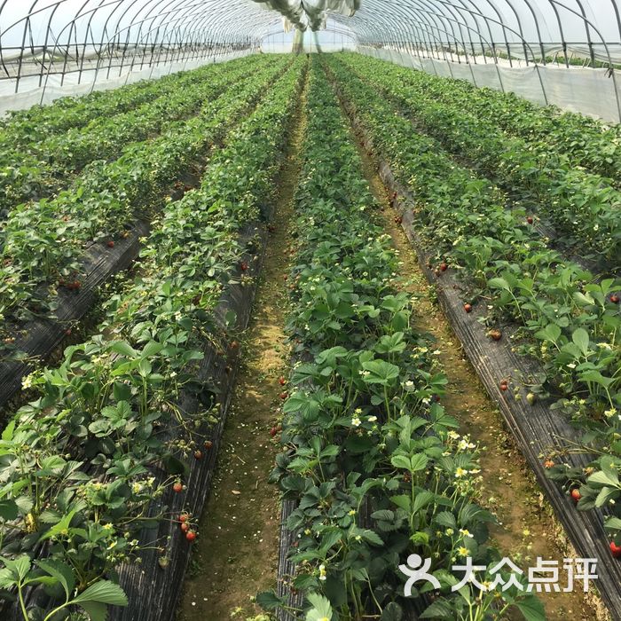 傅家边老朱精品草莓园