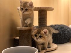 -momokira米努特·德文卷毛猫·棉花面纱犬