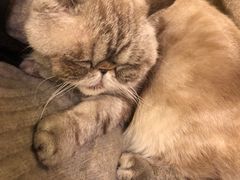 -猫色咖啡·猫咖