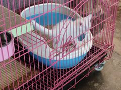 -喵屿·大理花园猫咖