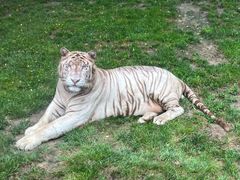 -北京野生动物园