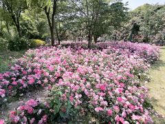 -顾村公园