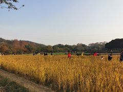 -八卦田遗址公园