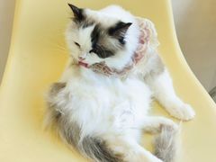 -怪兽屋·羊驼·猫咖·狗咖(俊华广场店)