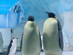 -海合安成都极地海洋公园