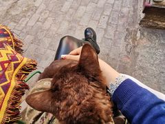 -喵屿·大理花园猫咖