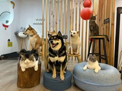 -柴迷FANS CLUB·柴犬狗咖·猫咖