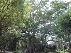 景点-瑞丽独树成林风景区