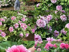 -洛阳市隋唐城遗址植物园