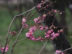 -梅花山(明孝陵内)