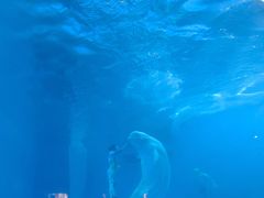 -海合安成都极地海洋公园