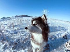 -超宠爱宠物摄影-Super pet