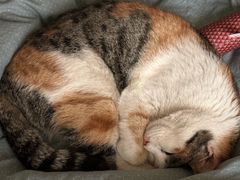 -贝康宠物医院·犬猫全科·小动物特色诊疗中心(东环路店)