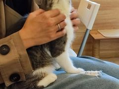 -滚猫咖啡·猫咖·猫友好撸猫(未来城店)