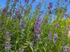 -美的鹭湖探索王国