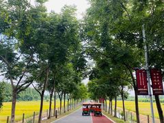 -上海长兴岛郊野公园