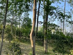 -合肥滨湖国家森林公园