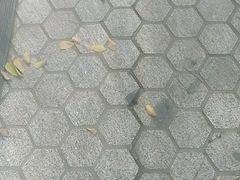 -解家河南菜(北环路店)
