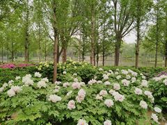 -石家庄市植物园