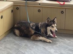 -芭比堂动物医院·CT·微创中心(新顺分院)