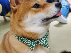 -逗柴咖啡屋·狗咖猫咖宠物桌游