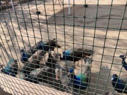 点击看大图 -萌宠亲子动物乐园(槐房万达店)