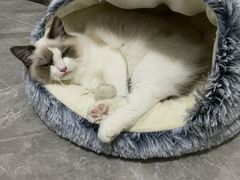 -欣宠猫屋·矮脚拿破仑·蓝金金渐层