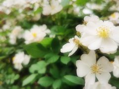 -法云安缦酒店